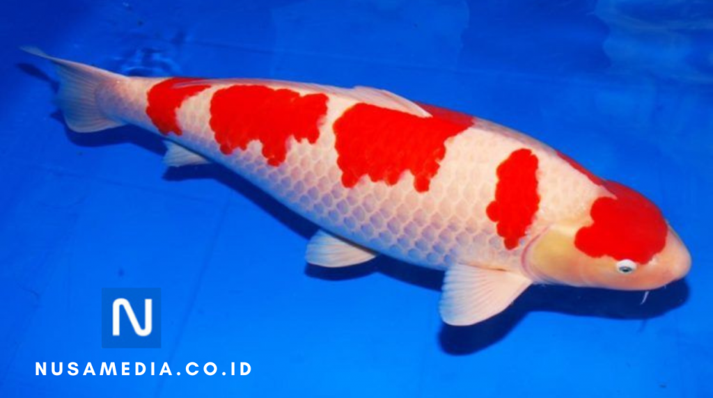 Ikan Koi Kohaku: Memahami Koi yang Indah
