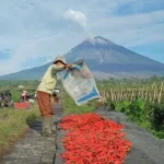 Fantastis! KUR BRI Tembus Rp84,36 Triliun, Jadi Senjata Ampuh Perkuat Ketahanan Pangan dan Ekonomi Kerakyatan