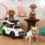 Siap-Siap! JIPS Hadirkan Kebun Bintang Mini deHakims hingga Museum Kucing, Catat Tanggalnya!