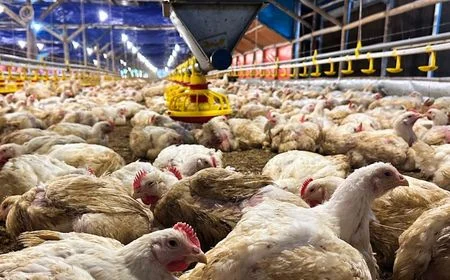 Proyek Makan Bergizi Gratis Diduga Jadi Biang Kerok Harga Ayam Meroket di Sejumlah Daerah!