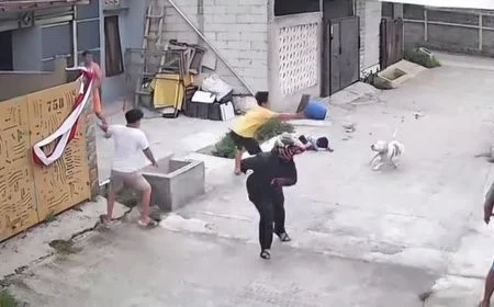 Tragedi di Bandung: Nasib Anak Kecil Viral yang Digigit Anjing Pitbull di Bandung, Luka Parah di Kepala dan Telinga!