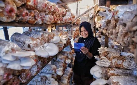 UMKM Bertahan di Tengah Tantangan: Indeks Bisnis BRI Triwulan II 2026 Tunjukkan Optimisme Menguat!